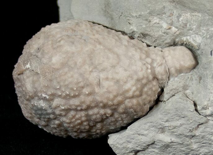 D Cystoid (Holocystites) Fossil - Indiana #17277